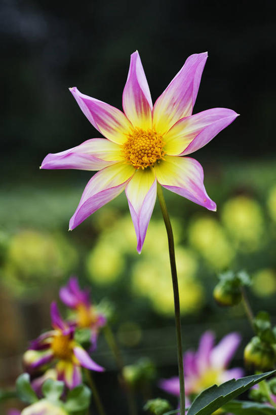 无人,竖图,室外,特写,白天,感激,美景,植物,英国,新鲜,景观,大丽花,花,花瓣,一个,粉色,黄色,自然,夏天,菊花,景色,摄影,单个,大理花,天竺牡丹,自然风光,大丽菊,吉利,新意,富丽,大方,新颖,彩图,背叛,地瓜花,东洋菊,对焦,多年生植物