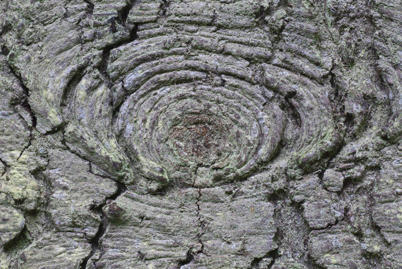 无人,横图,室外,特写,白天,背景,美景,植物,白桦树,英国,粗糙,景观,树皮,树,树干,灰色,自然,景色,摄影,白桦,生长,毛糙,自然风光,落叶树,彩图,全画面,全框架,全帧,全画幅,粗拙