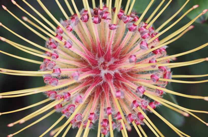 无人,横图,俯视,室外,特写,白天,背景,美景,植物,南非,景观,首都,花,花瓣,一个,粉色,自然,橙色,景色,摄影,单个,针垫花,自然风光,开普敦,式样,彩图,高角度拍摄,全画面,全框架,全帧,全画幅,对焦