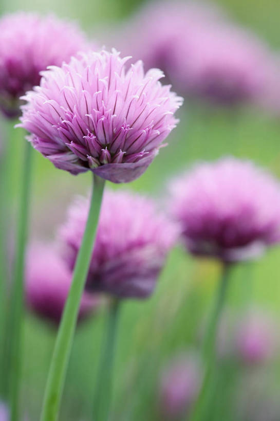 无人,竖图,室外,特写,白天,美景,植物,英国,景观,食品,饮食,花,花瓣,粉色,自然,夏天,景色,摄影,细香葱,草本,清新,自然风光,彩图