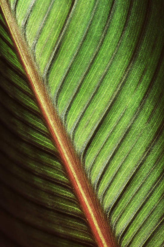 无人,竖图,室外,特写,白天,背景,美景,植物,叶子,南非,景观,一个,红色,绿色,自然,夏天,景色,摄影,单个,自然风光,青铜,美人蕉,兰蕉,大花美人蕉,红艳蕉,式样,德班,叶脉,彩图,全画面,全框架,全帧,全画幅,对焦