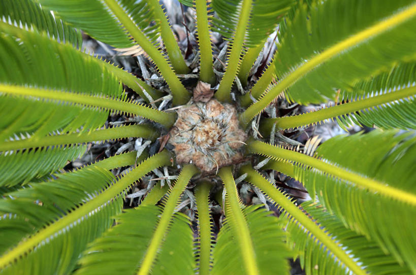 无人,横图,俯视,室外,特写,白天,背景,美景,植物,叶子,南非,景观,树,一个,绿色,自然,景色,摄影,单个,自然风光,式样,德班,彩图,高角度拍摄,全画面,全框架,全帧,全画幅,对焦