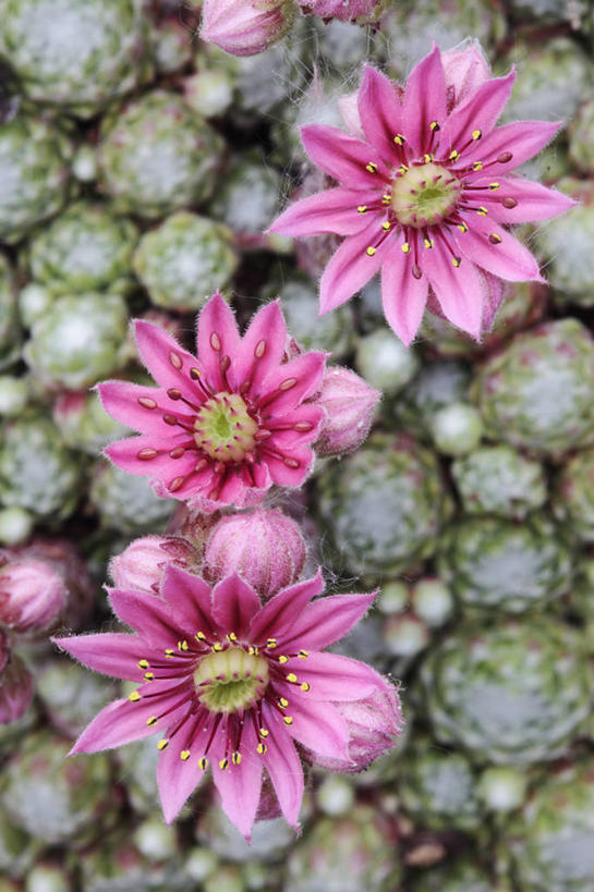 无人,竖图,俯视,室外,特写,白天,美景,植物,叶子,荷兰,景观,花,三个,粉色,灰色,自然,夏天,生物,景色,摄影,自然风光,彩图,高角度拍摄,肉质植物,对焦,长生花