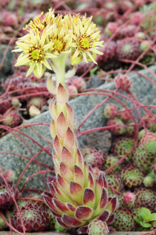 无人,竖图,室外,特写,白天,侧面,美景,植物,叶子,荷兰,景观,花,黄色,红色,绿色,紫色,自然,夏天,生物,景色,摄影,自然风光,彩图,肉质植物,对焦,长生花