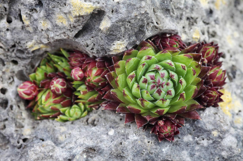 无人,横图,俯视,室外,特写,白天,美景,植物,叶子,荷兰,景观,红色,绿色,紫色,自然,花束,夏天,生物,景色,摄影,自然风光,岩石,彩图,高角度拍摄,肉质植物,长生花