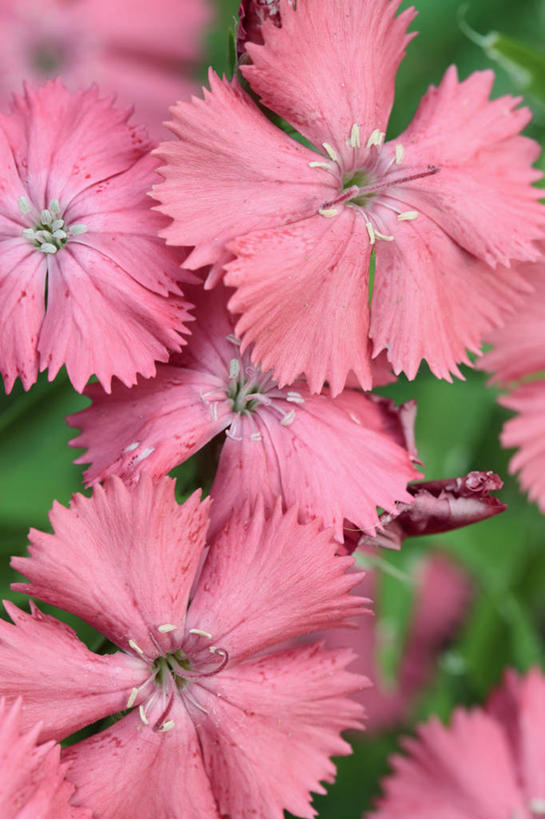 无人,竖图,室外,特写,白天,美景,植物,英国,景观,美丽,花,花瓣,粉色,自然,夏天,景色,摄影,自然风光,大胆,热心,洛阳花,石竹,彩图,石菊,石竹子花,绣竹,中国石竹,中国沼竹,对焦,多年生植物