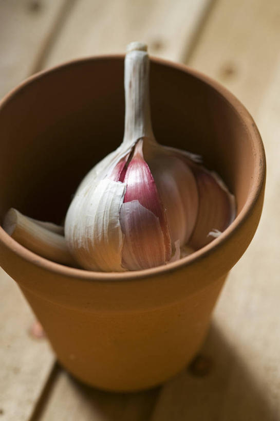 无人,竖图,室外,特写,白天,农业,农作物,美景,蔬菜,静物,花盆,英国,新鲜,景观,生食,食品,褐色,设备,饮食,物品,食物,一个,自然,景色,摄影,有机食品,绿色食品,蒜瓣,单个,粘土,草本,自然风光,大蒜,彩图