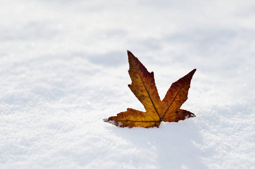 无人,横图,室外,特写,白天,美景,雪,植物,叶子,英国,景观,冬天,褐色,一个,红色,白色,自然,景色,寒冷,摄影,单个,自然风光,郁金香树,彩图,对焦