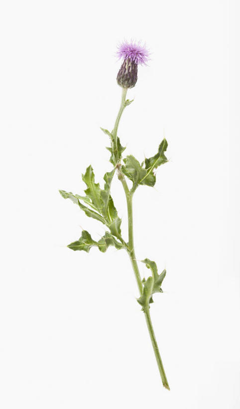 无人,竖图,方图,室内,特写,白天,白色背景,美景,植物,英国,景观,茎,野花,花,一个,粉色,自然,夏天,蓟,景色,摄影,单个,自然风光,彩图,影棚拍摄,对焦