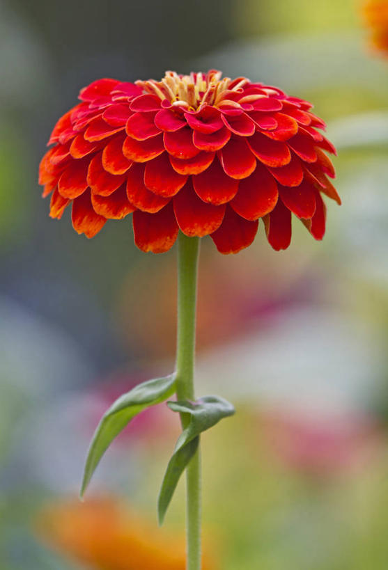 无人,竖图,室外,特写,白天,美景,植物,英国,景观,鱼尾菊,花,一个,红色,自然,夏天,景色,摄影,单个,自然风光,彩图