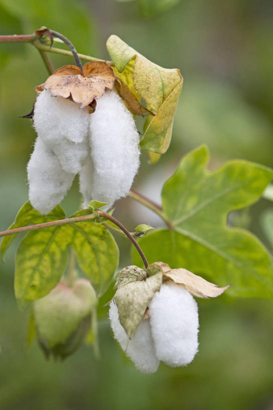 无人,竖图,室外,特写,白天,美景,植物,英国,景观,棉花,两个,白色,自然,景色,摄影,灌木,脆弱,自然风光,柔和,彩图