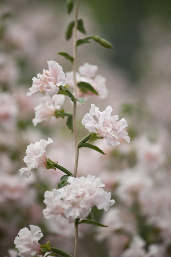 无人,竖图,室外,特写,白天,美景,植物,英国,景观,花,花瓣,粉色,白色,自然,夏天,景色,摄影,自然风光,苍白,彩图,对焦