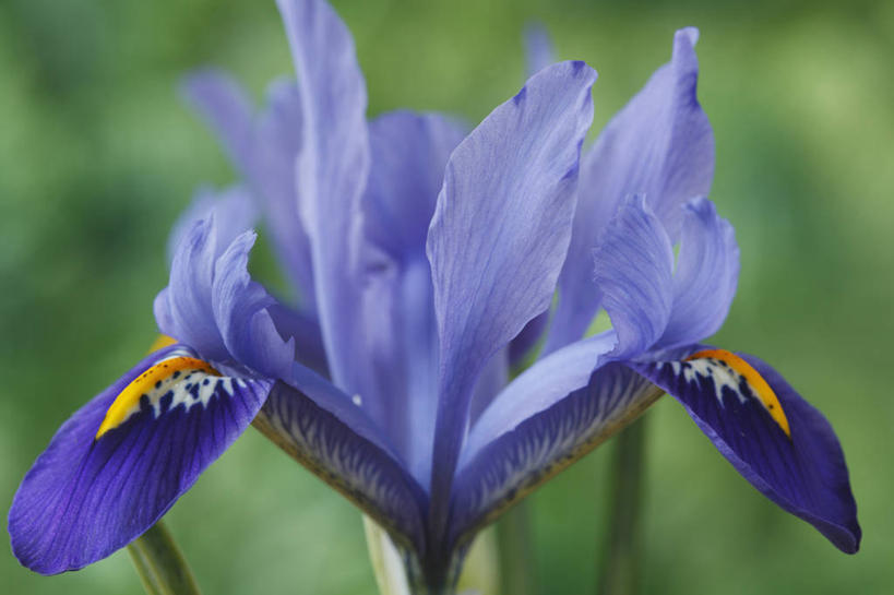 无人,横图,室外,特写,白天,侧面,美景,植物,英国,景观,花,花瓣,一个,蓝色,紫色,自然,春天,景色,摄影,单个,自然风光,剑桥郡,彩图,多年生植物