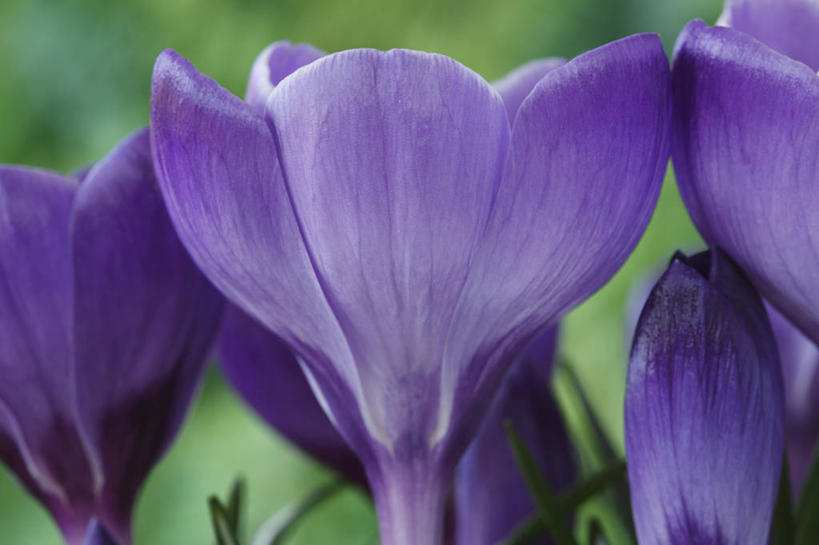 无人,横图,室外,特写,白天,侧面,快乐,美景,植物,蔬菜,英国,新鲜,景观,食品,藏红花,花,花瓣,食物,紫色,自然,春天,景色,摄影,有机食品,绿色食品,保护,番红花,自然风光,西红花,剑桥郡,彩图,对焦