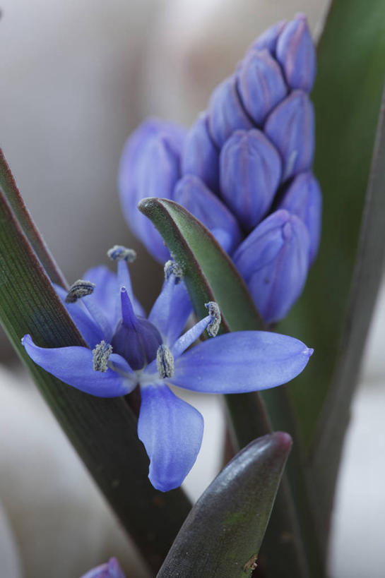 无人,竖图,室外,特写,白天,美景,植物,英国,景观,花,花瓣,一个,蓝色,自然,春天,景色,摄影,单个,自然风光,剑桥郡,野风信子,彩图,对焦