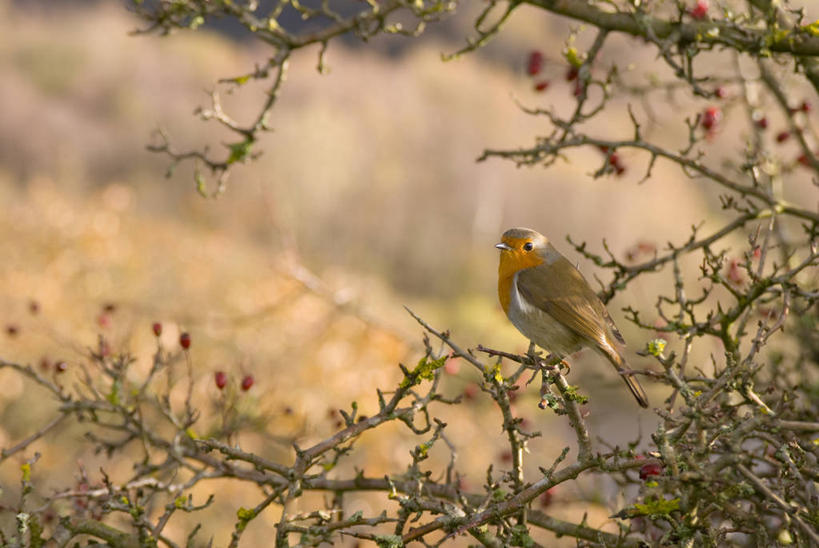 无人,横图,室外,特写,白天,美景,植物,野生动物,浆果,英国,鸟类,知更鸟,景观,冬天,枝,一个,红色,自然,动物,山楂树,景色,摄影,单个,灌木,荆棘,自然风光,彩图,对焦