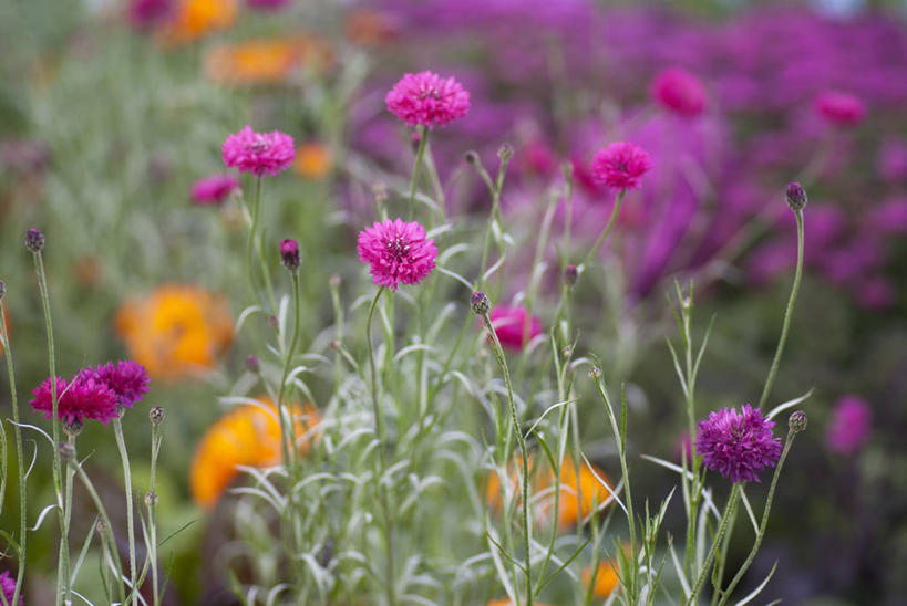 无人,横图,室外,特写,白天,美景,植物,英国,景观,花,花瓣,粉色,自然,夏天,景色,摄影,自然风光,矢车菊,彩图