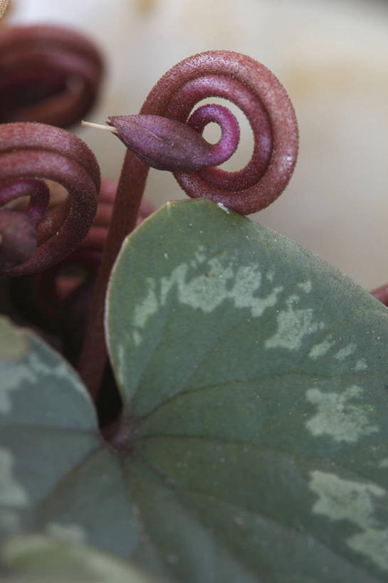 无人,竖图,室外,特写,白天,美景,植物,蔬菜,叶子,英国,新鲜,环绕,缠绕,景观,食品,茎,花蕾,食物,粉色,绿色,自然,春天,景色,摄影,有机食品,绿色食品,生长,清新,自然风光,纠缠,彩图,对焦,卷须