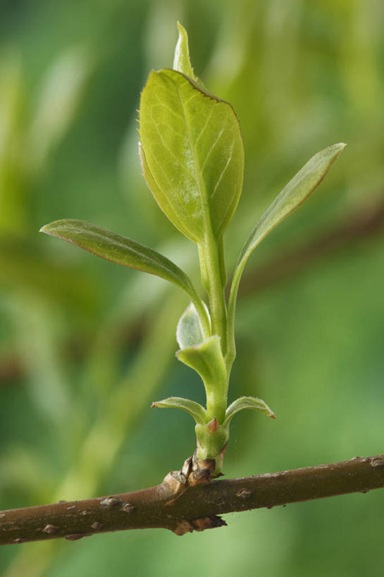 无人,竖图,室外,特写,白天,美景,植物,连翘,叶子,英国,景观,一个,绿色,自然,春天,景色,摄影,生长,单个,灌木,清新,显现,自然风光,落叶树,青翘,落翘,连壳,黄奇丹,黄花条,彩图,对焦