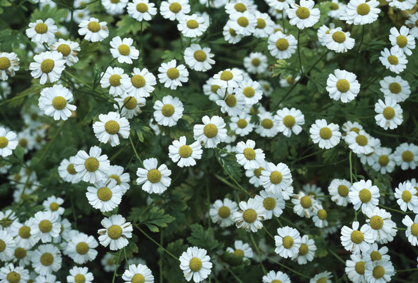 无人,横图,室外,特写,白天,美景,植物,英国,景观,花,花瓣,黄色,白色,自然,夏天,景色,摄影,甘菊,草本,自然风光,彩图,对焦,多年生植物