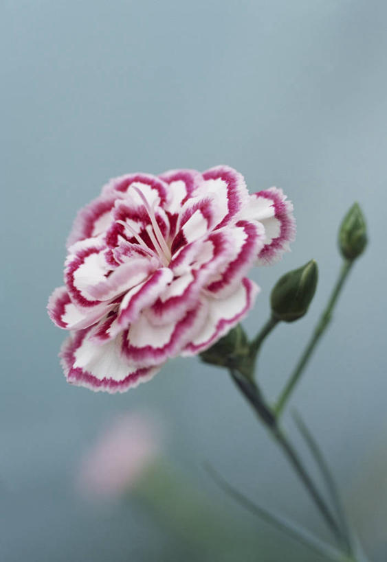 无人,竖图,室外,特写,白天,美景,植物,英国,景观,美丽,花,花瓣,一个,粉色,蓝色,白色,自然,夏天,景色,摄影,单个,自然风光,荷兰石竹,大胆,式样,热心,洛阳花,石竹,彩图,石菊,石竹子花,绣竹,中国石竹,中国沼竹,多年生植物