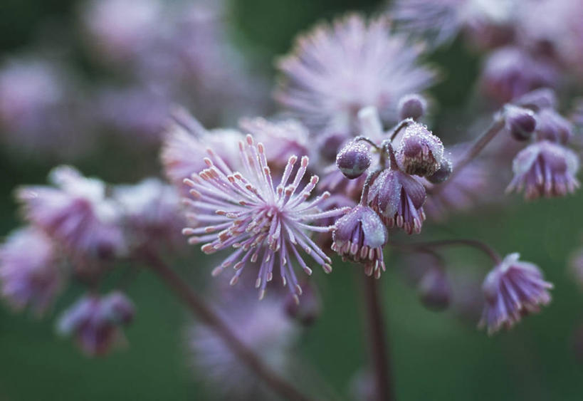 无人,横图,室外,特写,白天,美景,植物,英国,景观,花蕾,花,花瓣,紫色,自然,夏天,景色,摄影,自然风光,彩图,唐松草,多年生植物