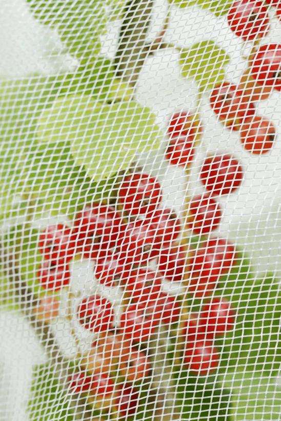 无人,竖图,室外,特写,白天,美景,植物,浆果,水果,英国,网,景观,园艺,食品,铁丝网,饮食,红色,自然,景色,摄影,灌木,保护,自然风光,红醋栗,落叶树,彩图,共生关系