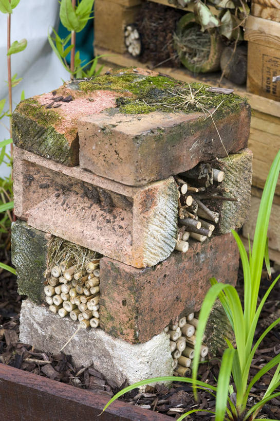 无人,竖图,室外,白天,植物,野生动物,英国,砖,园艺,自然,摄影,环境,冬眠,竹,彩图,对焦