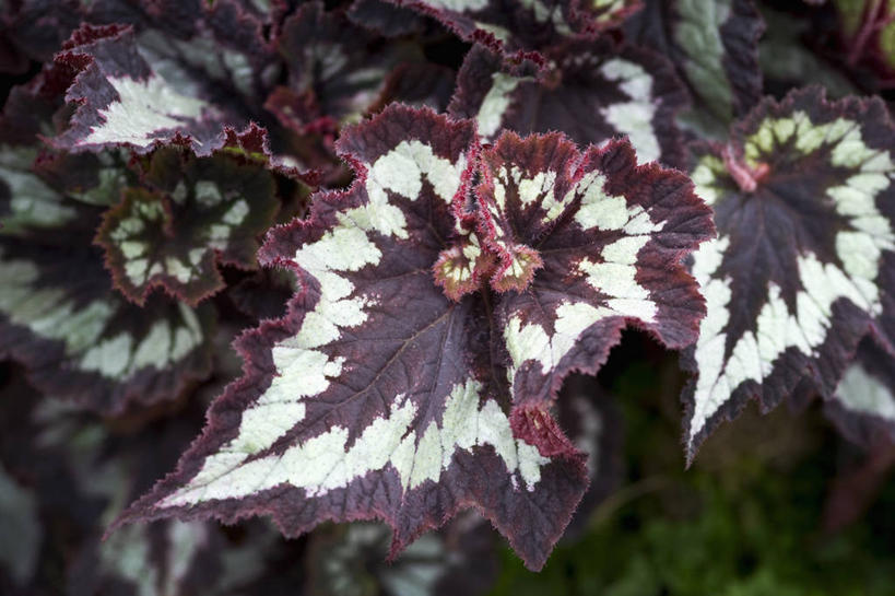 无人,横图,室外,特写,白天,美景,植物,叶子,英国,景观,红色,白色,自然,夏天,景色,摄影,秋海棠,自然风光,式样,彩图