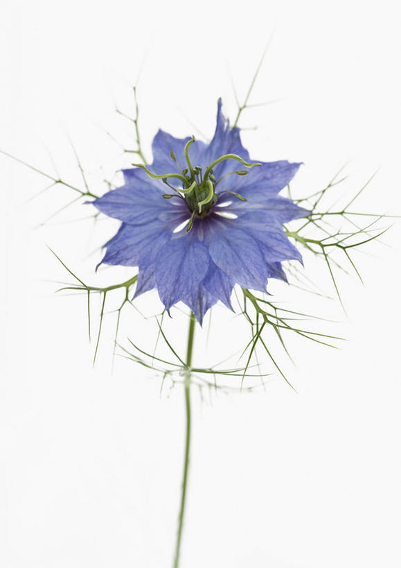 无人,竖图,方图,室内,特写,白天,白色背景,美景,植物,英国,景观,调味,香料,佐料,花,花瓣,一个,蓝色,自然,夏天,景色,摄影,单个,葛缕子,配料,雄蕊,自然风光,作料,彩图,影棚拍摄