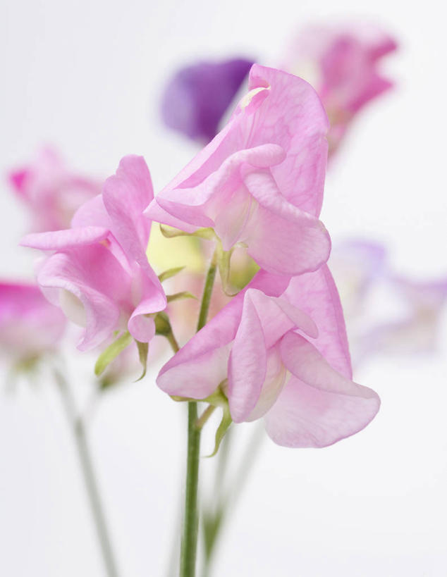 无人,竖图,室外,特写,白天,白色背景,美景,植物,英国,景观,香豌豆,花,花瓣,粉色,自然,花束,夏天,景色,摄影,自然风光,选择,彩图,影棚拍摄,对焦