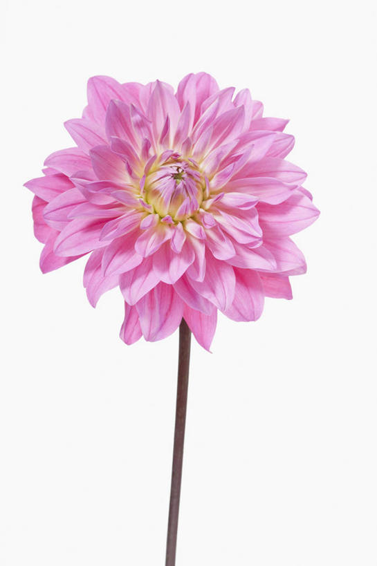 无人,竖图,室内,特写,白天,白色背景,感激,美景,植物,英国,新鲜,景观,大丽花,花,花瓣,一个,粉色,自然,夏天,菊花,景色,摄影,单个,大理花,天竺牡丹,清新,自然风光,大丽菊,吉利,新意,富丽,大方,新颖,彩图,影棚拍摄,背叛,地瓜花,东洋菊,对焦