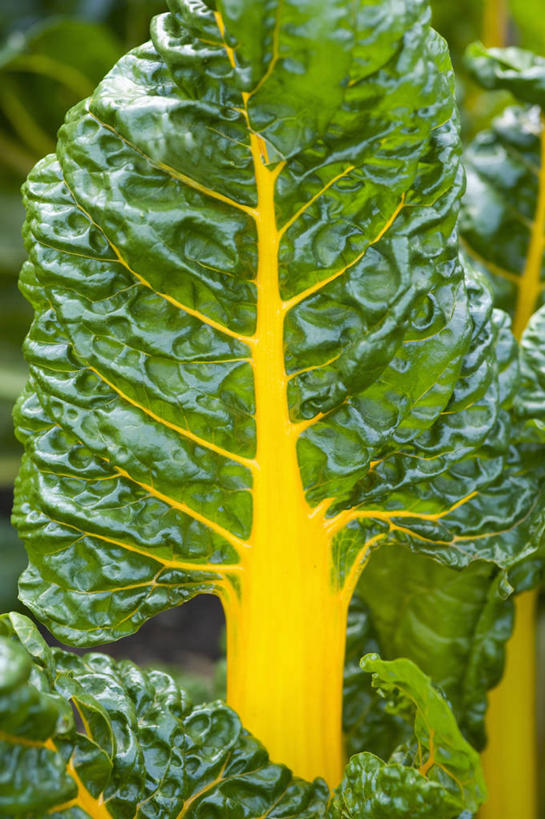无人,竖图,室外,特写,白天,美景,植物,蔬菜,叶子,英国,景观,食品,饮食,黄色,绿色,自然,夏天,景色,摄影,清新,自然风光,牛皮菜,彩图,对焦