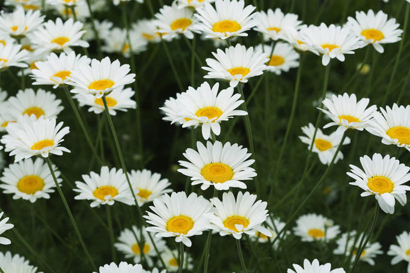 无人,横图,彩色,室外,特写,白天,美景,植物,英国,景观,茼蒿菊,雏菊,花,花瓣,自然,夏天,景色,摄影,五颜六色,色彩斑斓,自然风光,五彩缤纷,五彩斑斓,五光十色,彩图,对焦,多年生植物