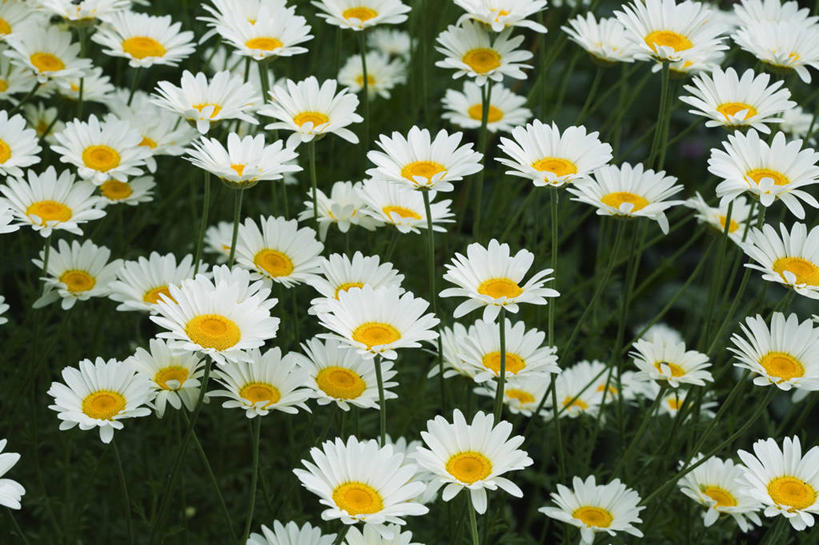 无人,横图,彩色,室外,特写,白天,美景,植物,英国,景观,茼蒿菊,雏菊,花,花瓣,自然,夏天,景色,摄影,五颜六色,色彩斑斓,自然风光,五彩缤纷,五彩斑斓,五光十色,彩图,多年生植物