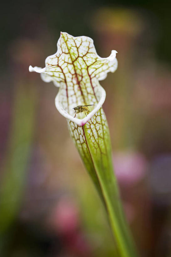 血管,无人,竖图,室外,特写,白天,留白,美景,植物,猪笼草,英国,捕食,昆虫,景观,花,红色,绿色,白色,自然,夏天,景色,摄影,自然风光,陷阱,式样,彩图