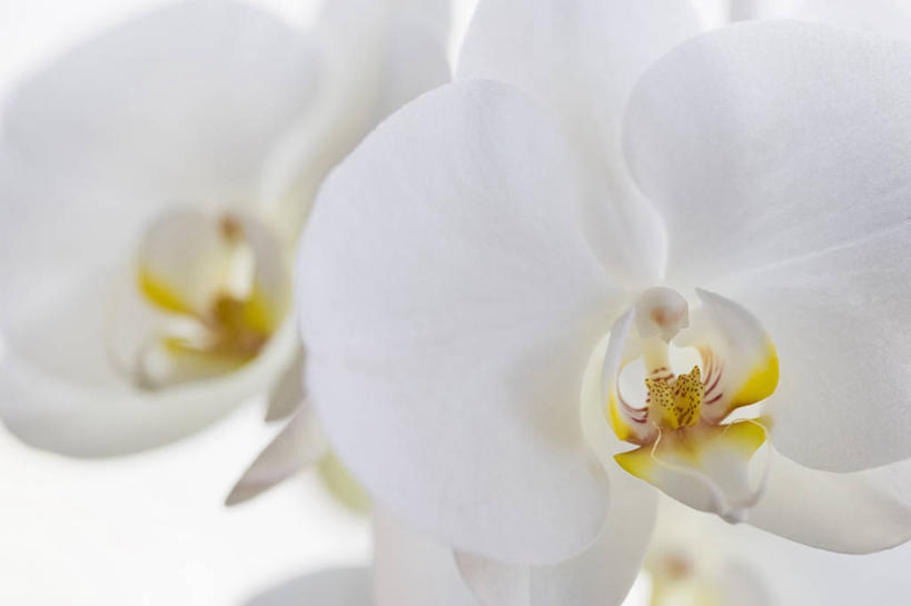 无人,横图,特写,美景,植物,蝴蝶兰,静物,英国,景观,花,花瓣,白色,自然,景色,摄影,自然风光,彩图,影棚拍摄,对焦