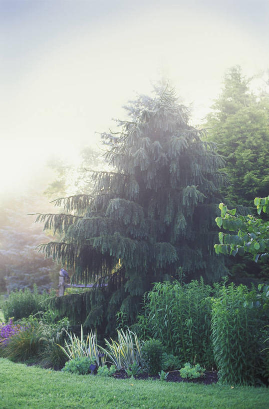 无人,竖图,室外,白天,美景,植物,雾,床,叶子,英国,景观,树,绿色,自然,夏天,景色,摄影,灌木,自然风光,云杉,针叶树,彩图