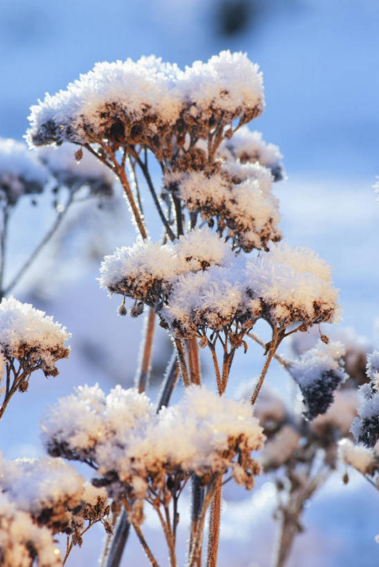无人,竖图,室外,特写,白天,美景,雪,植物,英国,景观,冬天,褐色,草药,药草,霜,中药,自然,景色,寒冷,摄影,景天,自然风光,药材,中草药,中药材,本草,八宝,彩图,包菜还阳,活血三七,对焦,多年生植物