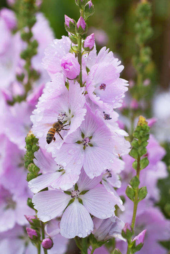 无人,竖图,室外,特写,白天,美景,植物,野生动物,蜜蜂,英国,昆虫,景观,尖顶,花,花瓣,一个,粉色,自然,夏天,景色,摄影,单个,自然风光,授粉,金钱紫花葵,锦葵,荆葵,钱葵,淑气花,小白淑气花,恩惠,彩图,多年生植物,共生关系