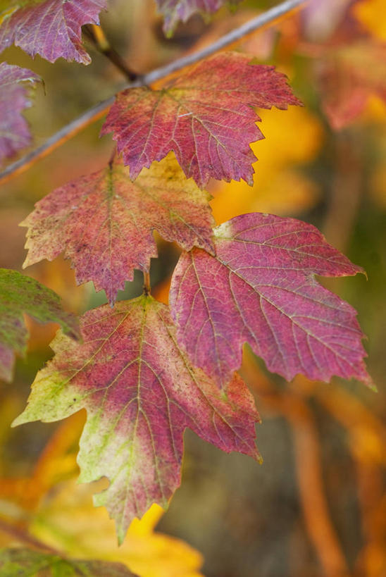 无人,竖图,彩色,室外,特写,白天,美景,植物,叶子,英国,景观,红色,自然,橙色,景色,摄影,灌木,五颜六色,色彩斑斓,自然风光,五彩缤纷,荚莲,落叶树,五彩斑斓,五光十色,秋天,彩图,孩儿拳,对焦