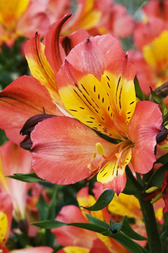 无人,竖图,室外,特写,白天,美景,植物,六出花,英国,斑点,景观,花,花瓣,粉色,自然,夏天,景色,摄影,自然风光,式样,彩图,多年生植物