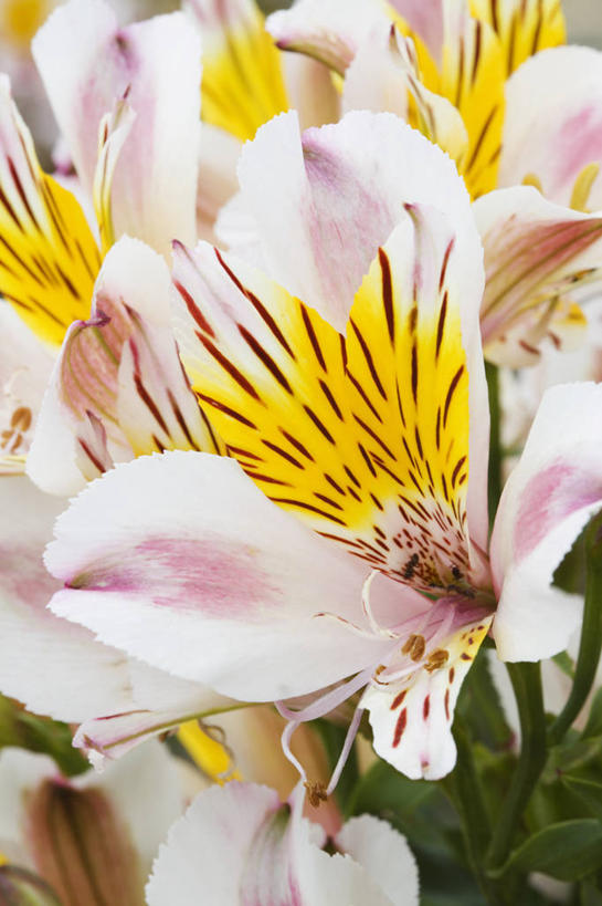 无人,竖图,室外,特写,白天,美景,植物,六出花,英国,斑点,景观,花,花瓣,粉色,黄色,自然,夏天,景色,摄影,自然风光,式样,彩图,对焦,多年生植物