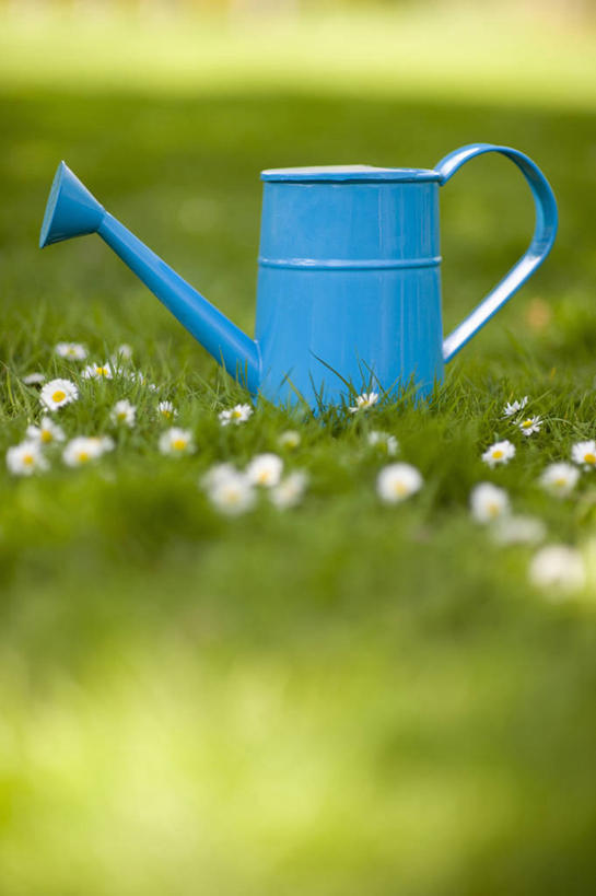 无人,竖图,室外,特写,白天,草坪,美景,植物,叶子,英国,金属,喷壶,景观,园艺,野花,设备,物品,草,雏菊,花,花瓣,一个,蓝色,绿色,白色,自然,夏天,景色,摄影,单个,除草,自然风光,柔焦,彩图