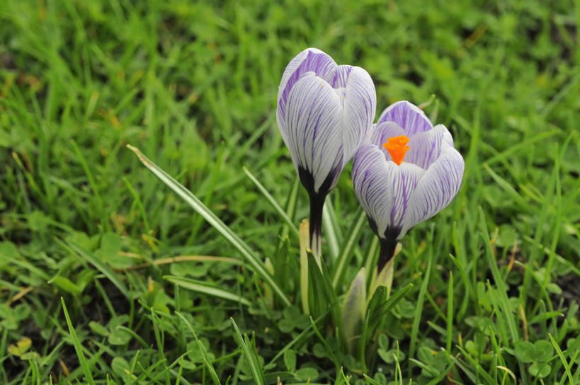 无人,横图,室外,特写,白天,快乐,美景,植物,蔬菜,英国,新鲜,景观,食品,藏红花,花,花瓣,食物,紫色,白色,自然,春天,景色,摄影,有机食品,绿色食品,保护,番红花,自然风光,西红花,式样,彩图