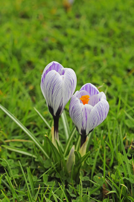 无人,竖图,室外,特写,白天,留白,快乐,美景,植物,蔬菜,英国,新鲜,景观,食品,藏红花,花,花瓣,食物,紫色,白色,自然,春天,景色,摄影,有机食品,绿色食品,保护,番红花,自然风光,西红花,式样,彩图