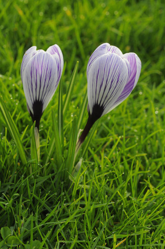 无人,竖图,室外,特写,白天,快乐,美景,植物,蔬菜,英国,新鲜,景观,食品,藏红花,花,花瓣,食物,紫色,白色,自然,春天,景色,摄影,有机食品,绿色食品,保护,番红花,自然风光,西红花,式样,彩图