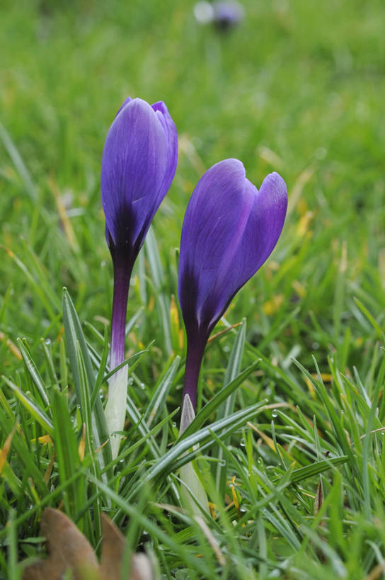 无人,竖图,室外,特写,白天,快乐,美景,植物,蔬菜,英国,新鲜,景观,食品,藏红花,花,花瓣,食物,紫色,自然,春天,景色,摄影,有机食品,绿色食品,保护,番红花,自然风光,西红花,彩图,对焦