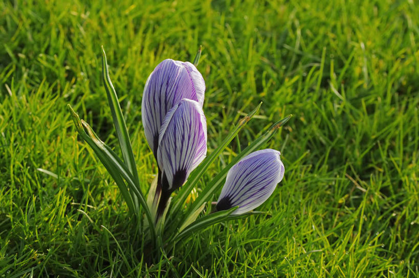 无人,横图,室外,特写,白天,快乐,美景,植物,蔬菜,英国,新鲜,景观,食品,藏红花,花,花瓣,食物,紫色,白色,自然,春天,景色,摄影,有机食品,绿色食品,保护,番红花,自然风光,西红花,式样,彩图