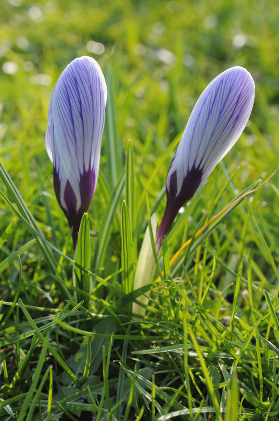 无人,竖图,室外,特写,白天,快乐,美景,植物,蔬菜,英国,新鲜,景观,食品,藏红花,花,花瓣,食物,自然,春天,景色,摄影,有机食品,绿色食品,保护,番红花,自然风光,西红花,式样,彩图